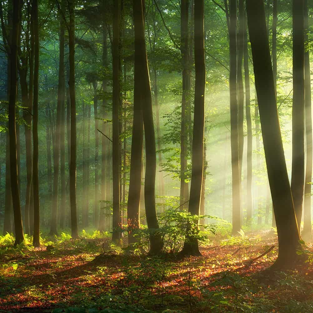 Dawn through the trees